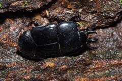 Hololepta amurensis