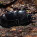 Hololepta amurensis - Photo (c) harum.koh, algunos derechos reservados (CC BY-SA), subido por harum.koh