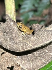 Pristimantis altamnis