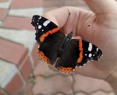 Vanessa atalanta