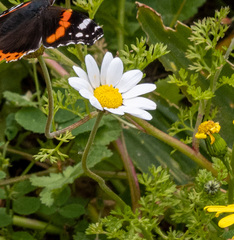 Anthemis chia
