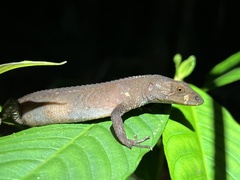 Gelanesaurus flavogularis