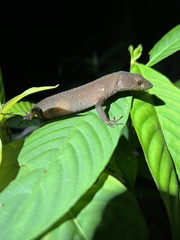 Gelanesaurus flavogularis