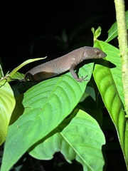 Gelanesaurus flavogularis