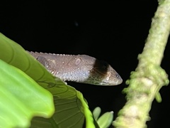 Gelanesaurus flavogularis