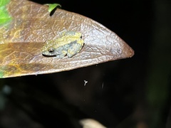 Pristimantis ventrimarmoratus