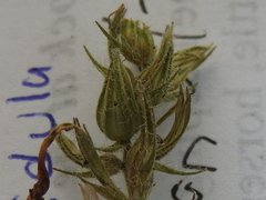 Glandularia tumidula