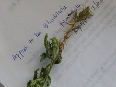 Glandularia tumidula