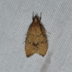 Psilocorsis quercicella