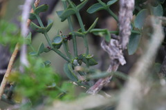 Viscum rotundifolium