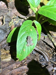Rhinella festae