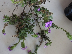 Glandularia tumidula