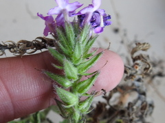 Glandularia tumidula