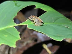 Pristimantis ujucami