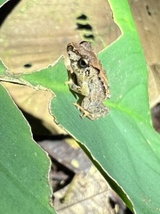 Pristimantis ujucami