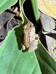 Pristimantis ujucami