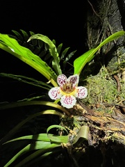 Trichodrymonia aurea