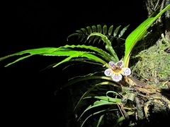 Trichodrymonia aurea