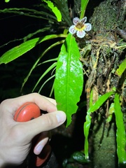 Trichodrymonia aurea