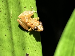 Pristimantis altamnis