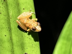 Pristimantis altamnis