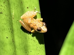 Pristimantis altamnis