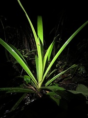 Pristimantis altamnis