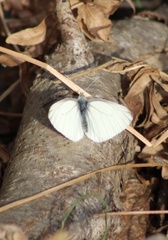 Pieris oleracea