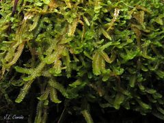 Saccogyna viticulosa