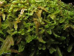 Saccogyna viticulosa