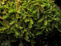 Saccogyna viticulosa