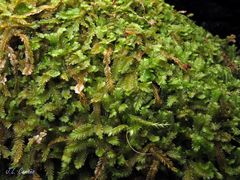 Saccogyna viticulosa