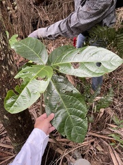 Cordia borinquensis
