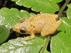 Pristimantis altamnis