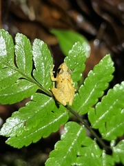 Pristimantis altamnis