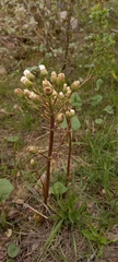 Petasites radiatus