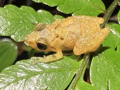 Pristimantis altamnis