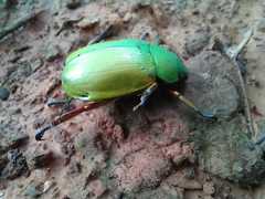 Chrysina macropus