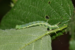Cosmia trapezina