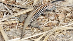 Aspidoscelis lineattissimus