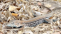 Aspidoscelis lineattissimus