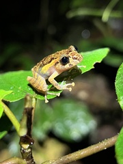 Pristimantis incomptus