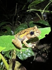 Pristimantis incomptus
