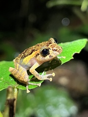 Pristimantis incomptus