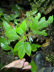 Pristimantis incomptus