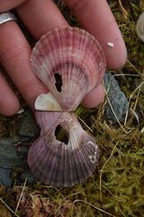 Chlamys hastata