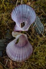 Chlamys hastata