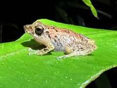 Pristimantis altamnis