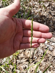 Oryzopsis asperifolia
