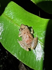 Pristimantis altamnis
